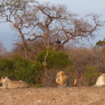 Leoni Parco Kruger