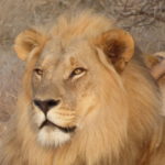 Leone Kruger National Park – vieni via di qui