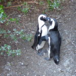 Pinguini innamora a Simons Town – vieni via di qui
