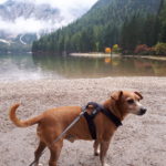 Lago di Braies con il cane