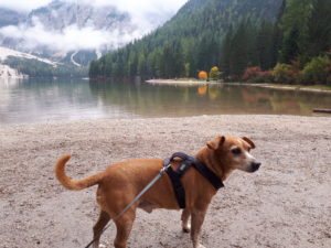 Lago di Braies con il cane