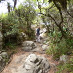 Panorama Route – Rain Forest