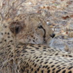 Safari in Sudafrica – Ghepardo