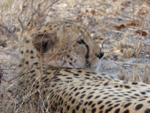 Safari in Sudafrica - Ghepardo