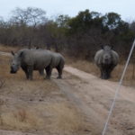 Safari in Sudafrica – i rinoceronti