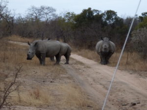 Safari in Sudafrica - i rinoceronti