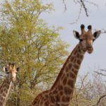 Safari in Sudafrica – le giraffe