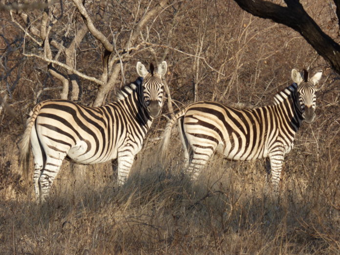 Safari kruger national park in sudafrica