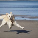 cane spiaggia emilia romagna