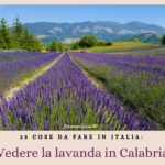 2-Vedere-la-lavanda-in-Calabria-top-25