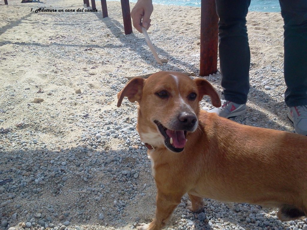 Cane al mare