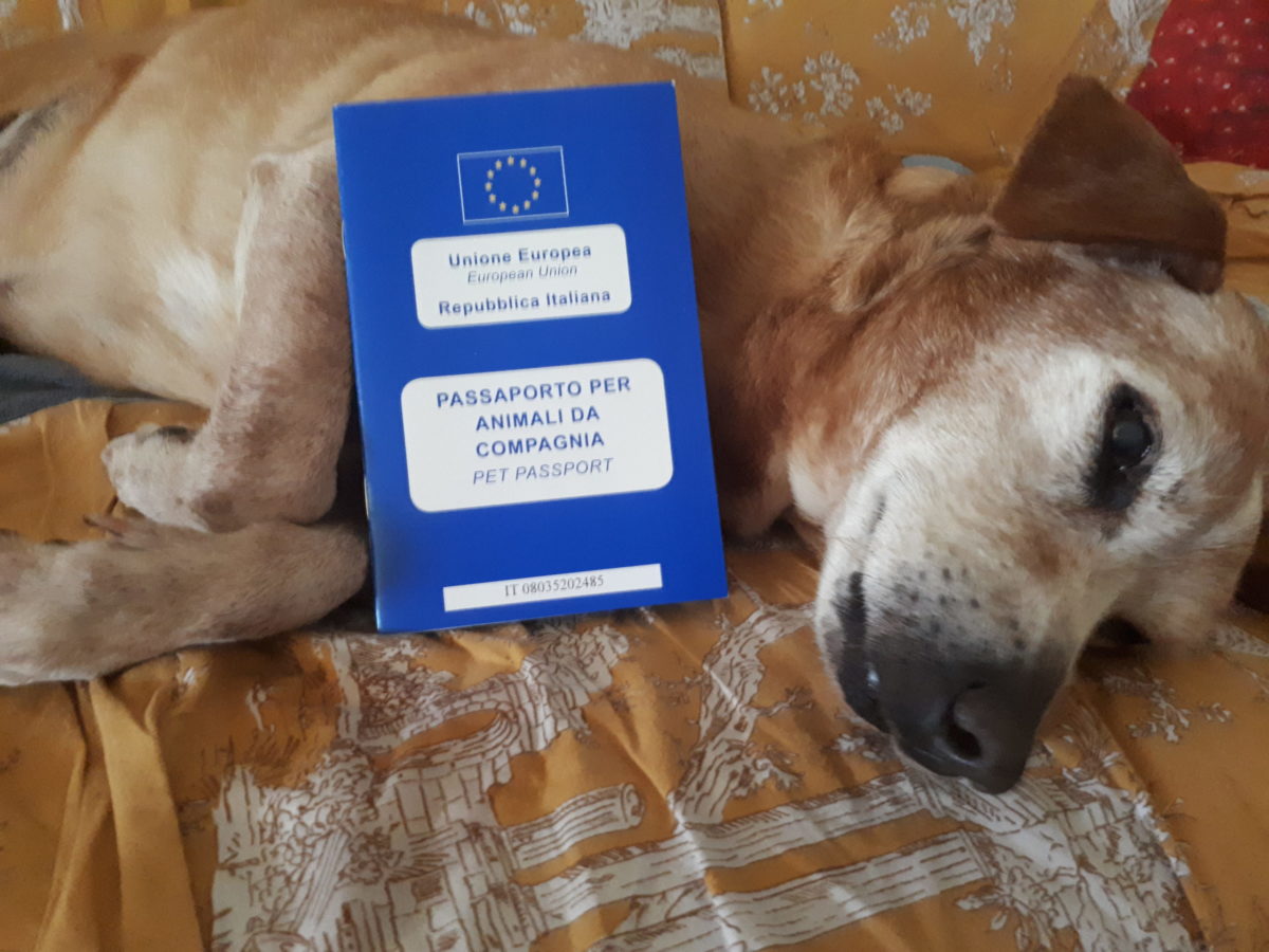 Pet passaport - documenti per cani in Europa