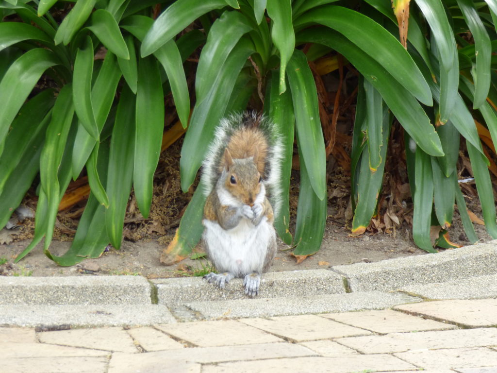 cape town company gardens