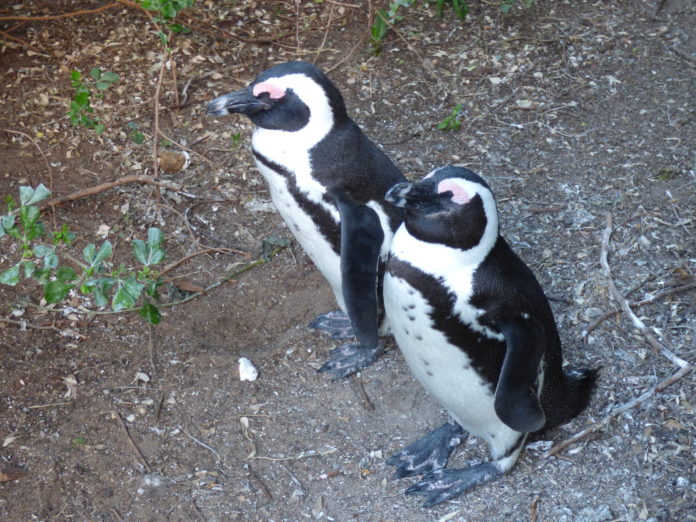 dove vedere i pinguini in sudafrica