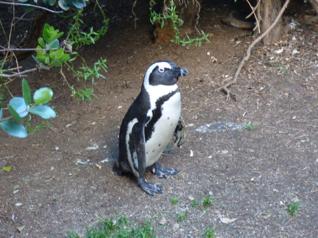 pinguino sudafricano