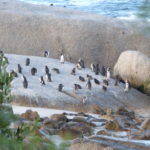 simons-town-pinguini-in-sudafrica