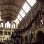 Londra-Natural-History-Museum